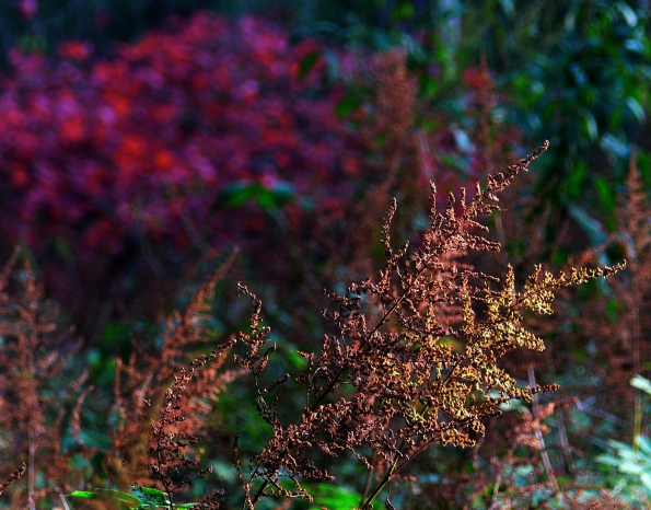 Bois des moutiers fall 2012 (45)